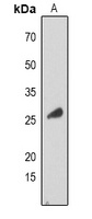 Anti-RAB34 Antibody
