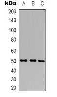 GPT2 antibody