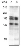 Anti-DZIP3 Antibody