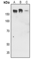 EGFR (phospho-Y1016) antibody