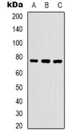 Anti-WASF1 (Phospho-Y125) Antibody