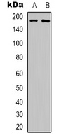 ERBB3 (phospho-Y1289) antibody