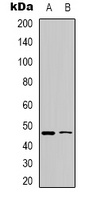 Anti-WWOX (Phospho-Y33) Antibody
