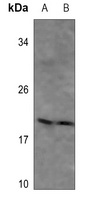 Anti-MYL9 Antibody