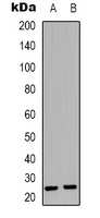 Anti-Syndecan 4 Antibody