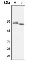 TAF5L antibody