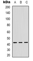 Anti-ZNF24 Antibody