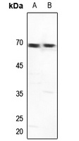 GTF2H1 antibody