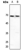 Anti-GTF2H1 Antibody