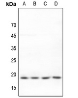 BUD31 antibody