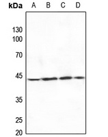 MAP2K4 antibody