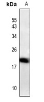 ID4 antibody