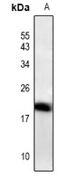 Anti-ID4 Antibody