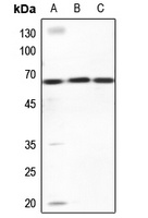 ZNF668 antibody