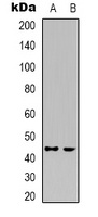 Anti-CDK15 Antibody