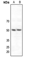 ZNF436 antibody
