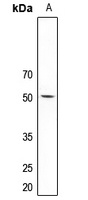 HTR2C antibody