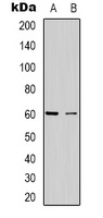 Anti-CABLES2 Antibody