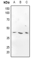 Anti-CADM3 Antibody