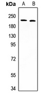 Anti-DIDO1 Antibody