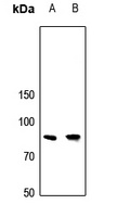 Anti-APBB2 Antibody