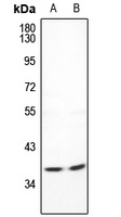 CDC42EP4 antibody