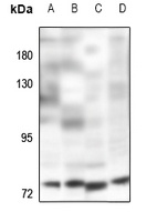 Anti-POLR3E Antibody
