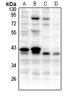 CCNB1IP1 antibody