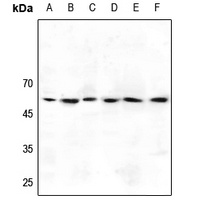 GABRG1 antibody