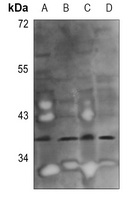 GGH antibody