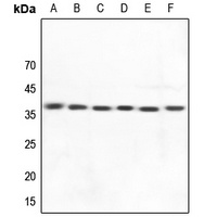 HLA-DOA antibody