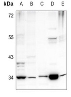 PEX2 antibody