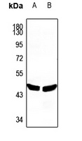 PLA1A antibody