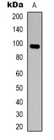 Anti-HCN2 Antibody