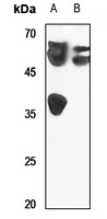 LUC7L2 antibody