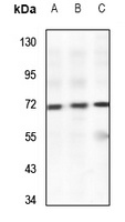 PWWP2B antibody