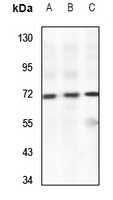Anti-PWWP2B Antibody
