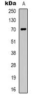 SLC6A6 antibody