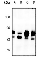 Anti-NHE8 Antibody