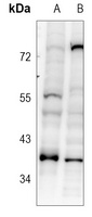 SRSF8 antibody