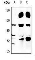 Anti-USP36 Antibody