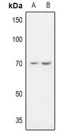 Anti-ZP1 Antibody