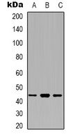 Anti-ECA39 Antibody
