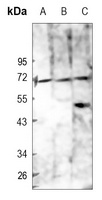 CD84 antibody