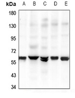 GPR37L1 antibody