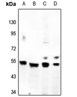 GPR180 antibody