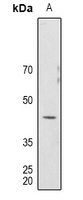 Anti-Mu Opioid Receptor Antibody