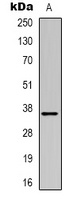 Anti-MRGX3 Antibody