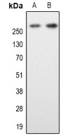 Anti-MAP2 Antibody