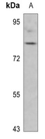 SYN1 (phospho-S553) antibody